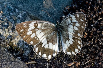 Melanargia larissa, the Balkan marbled white, is a butterfly in the family Nymphalidae