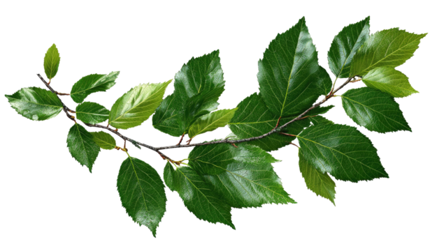 Green leafy branch, vibrant foliage