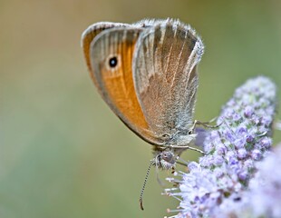Small heath (Coenonympha pamphilus), Greece