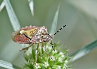 Dolycoris baccarum, the sloe bug, is a species of shield bug in the family Pentatomidae, Greece