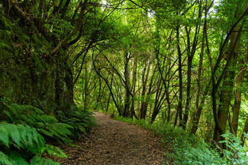 Madeira Forest Path Ferns Lush Greenery
