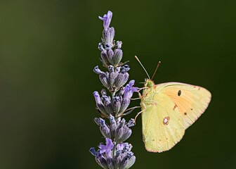 Clouded Yellow - Colias croceus, Greece