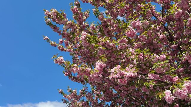 Spring sakura tree chery blossom.