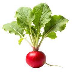 Vibrant Red Radish with Green Leaves Isolated on a Black Background fresh radish root vegetable isolated on a transparent background