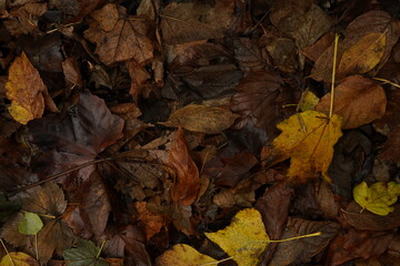 Autumn Leaves on Forest Ground