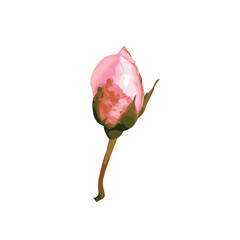 Fototapeta premium watercolor rose flower transparence background