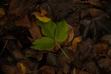 Autumn Leaves on Forest Ground