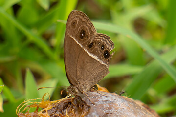Fototapeta premium Brown Butterfly Resting on Ground in Natural Habitat