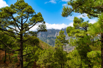 Obraz premium Canary Islands Valley Pine Forest View
