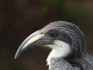 Meet the Gray Hornbill, a bird found only in Sri Lanka!