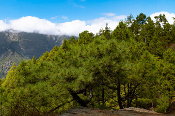 Obraz premium Canary Islands Pine Forest Mountain View