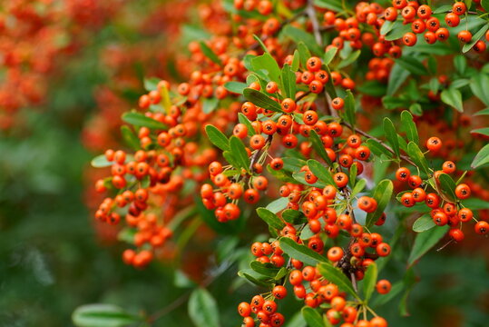 ピラカンサの赤い実