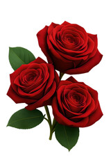 Naklejka premium Three vibrant red roses with green leaves against a stark create a romantic floral design on transparent background