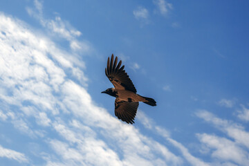 Fototapeta premium A detailed, high-contrast photograph. The dark silhouette of a large bird (magpie/crow) contrasts with the bright blue sky and fluffy clouds. Detailed feathers on the wingtips