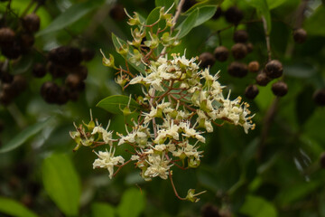 Cream-White Wild Blossoms in Cluster with Dark Background