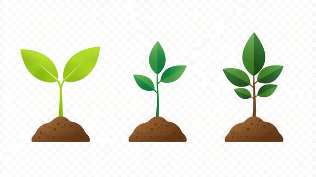 Growing plant stages from seedling to mature sapling showing progress and development in soil