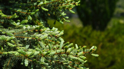 Branches of a green pine tree.