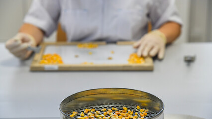 A metal sieve with round holes, on which are bright yellow corn kernels. Laboratory for processing and acceptance of corn grain.