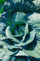 Obraz premium Cabbage is grown in field. Cabbage heads