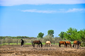 Obraz premium A herd of horses on a farm on a sunny summer day