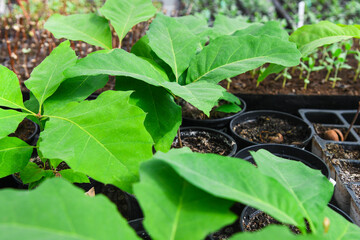 Seedlings of trees, shrubs and flowers grown in a greenhouse nursery