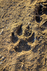 Discover the wild with a clear animal paw print pressed into warm, sunlit sand, hinting at adventure and nature's secrets