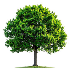 A vibrant green tree with a full canopy, silhouetted against a black background