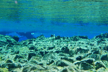 Underwater View of Silfra Fissure, Thingvellir National Park, Iceland