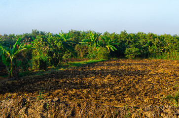Obraz premium Vibrant green banana trees and lush foliage border a freshly plowed field bathed in warm morning sunlight, promising rich harvest