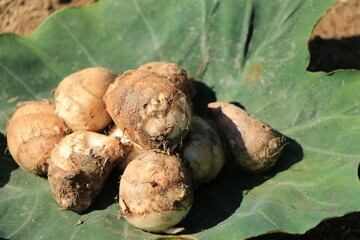 緑の葉にのった収穫された里芋