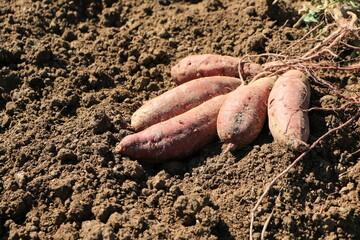 掘り起こされたばかりのサツマイモ