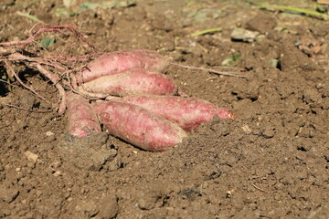 掘り起こされたばかりのサツマイモ