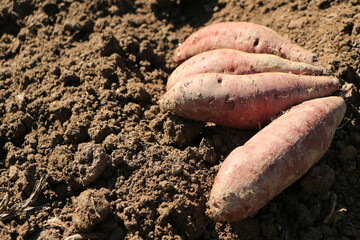 掘り起こされたばかりのサツマイモ