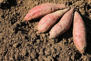 掘り起こされたばかりのサツマイモ