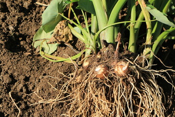 掘り起こしたばかりの根のついた里芋