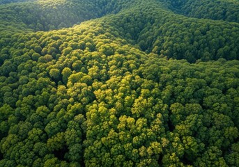 Obraz premium Aerial view of dense green forest with rolling hills and vibrant foliage