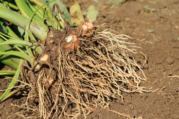 掘り起こしたばかりの根のついた里芋