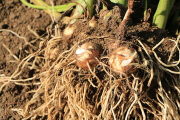 掘り起こしたばかりの根のついた里芋