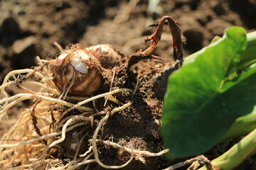 収穫したばかりの里芋