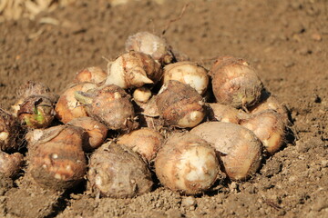 収穫したばかりの里芋