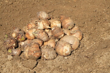 収穫したばかりの里芋