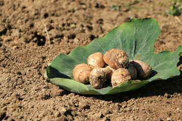 緑の葉にのった収穫された里芋