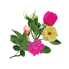 Fototapeta premium Watercolor roses flowers decorative element transparence background for print