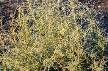Sunlit desert shrub branches create a natural textured background, showcasing intricate patterns and earthy tones perfect for environmental and botanical themes.