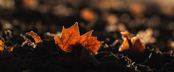 A SUNNY AUTUMN MORNING - A yellowed maple leaf in a field with ground frost

