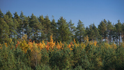 AUTUMN LANDSCAPE - Colorful tree leaves among the green pines