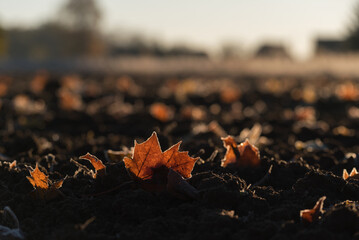 A SUNNY AUTUMN MORNING - A yellowed maple leaf in a field with ground frost

