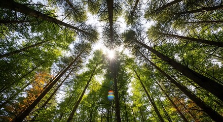 Sunlit Canopy - A Forests Upward Gaze to the Sky.