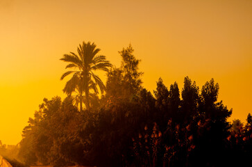 Obraz premium Vibrant golden sunset bathes lush palm trees and dense foliage in warm, hazy light creating a serene, exotic tropical atmosphere