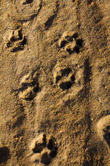 Mysterious paw prints pressed into warm, sunlit sand tell tales of wild adventures on a serene beach